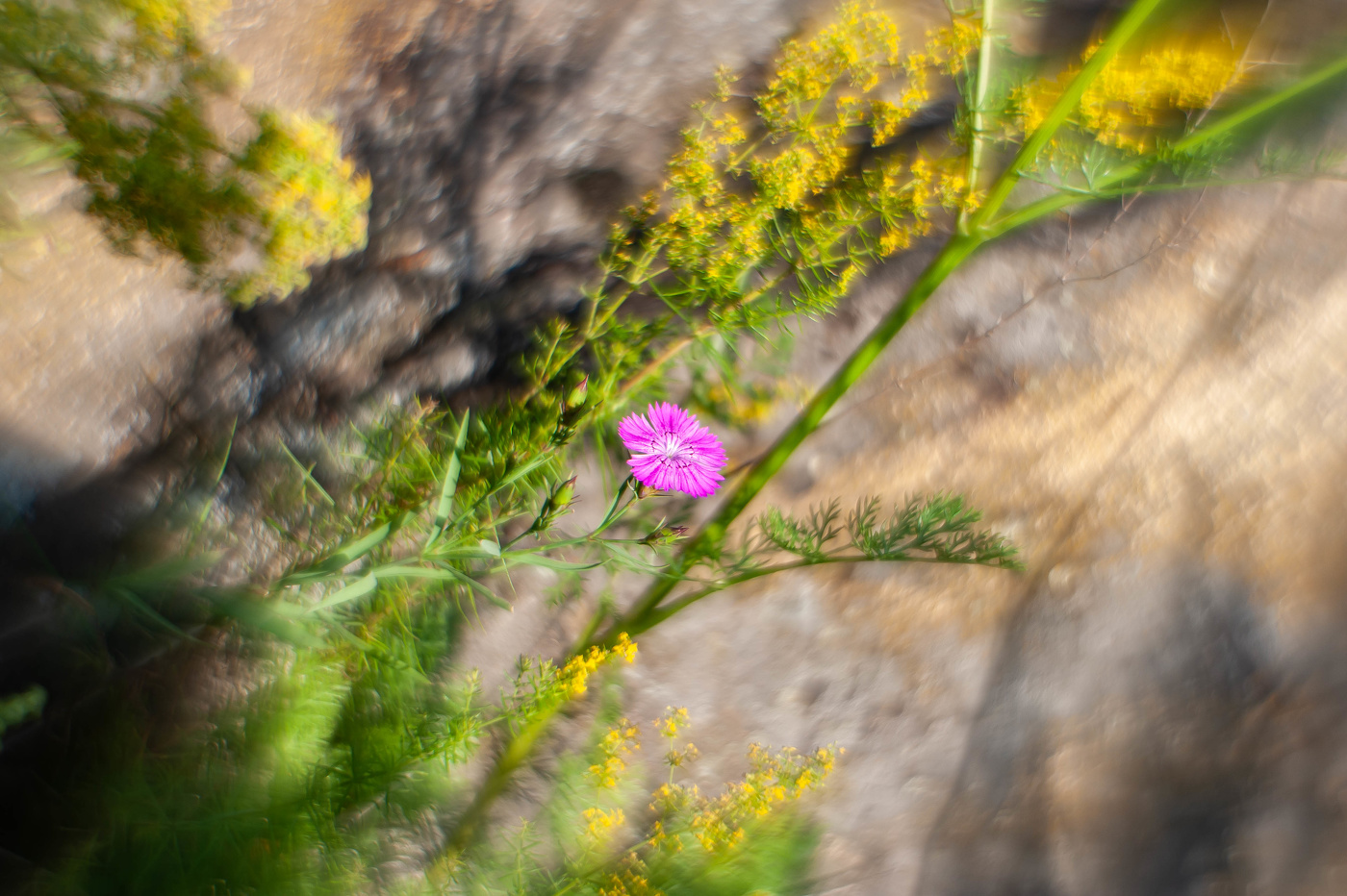Гвоздика дикая лесная.