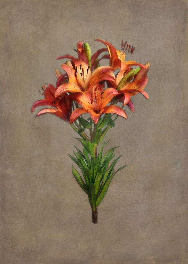 лилия (Lilium arboricola)