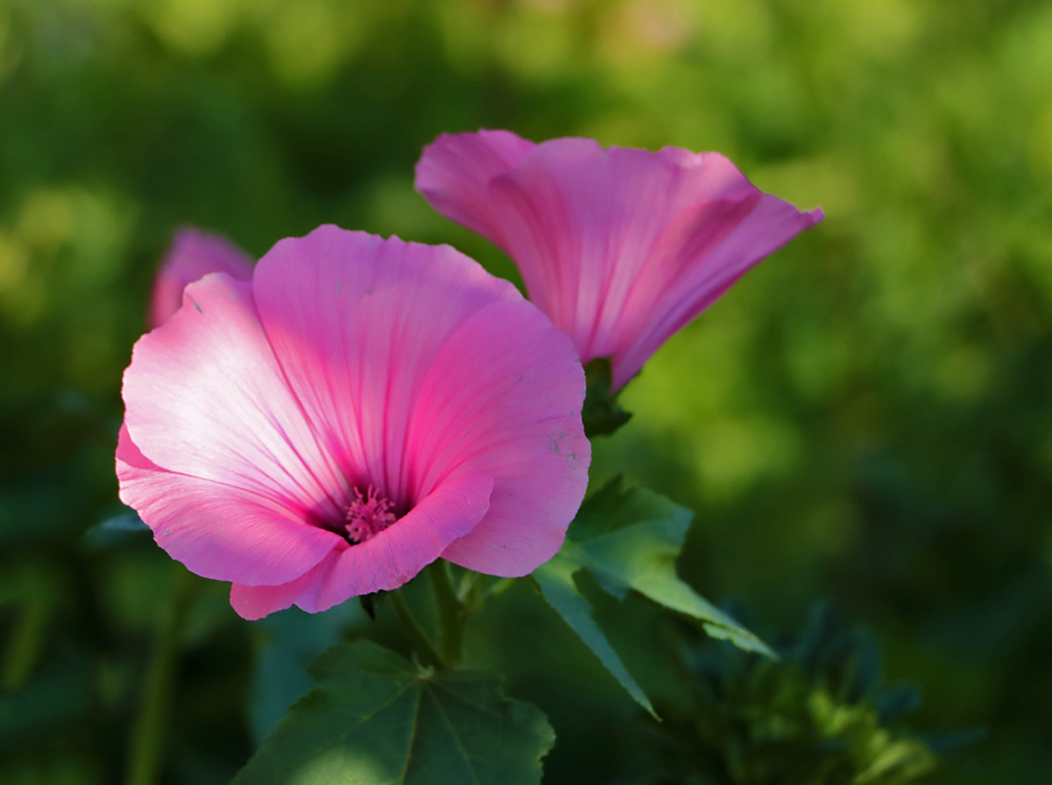 Лаватера розовая