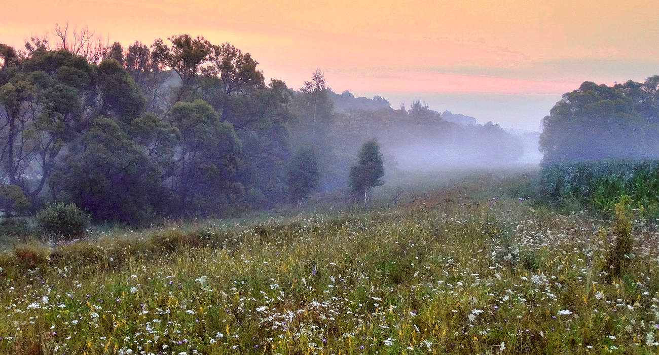 Летнее утро туманное