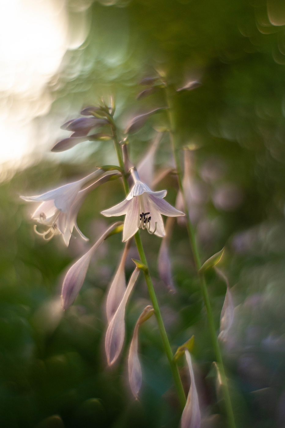 Хоста ланцетолистная....