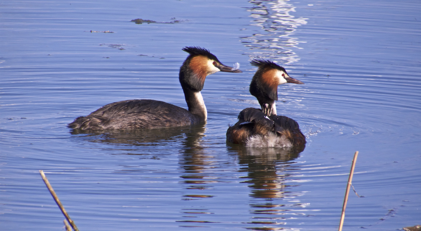 С малышом на спинке...