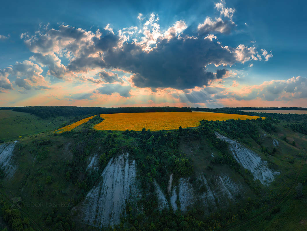 Плато с цветущим подсолнечником