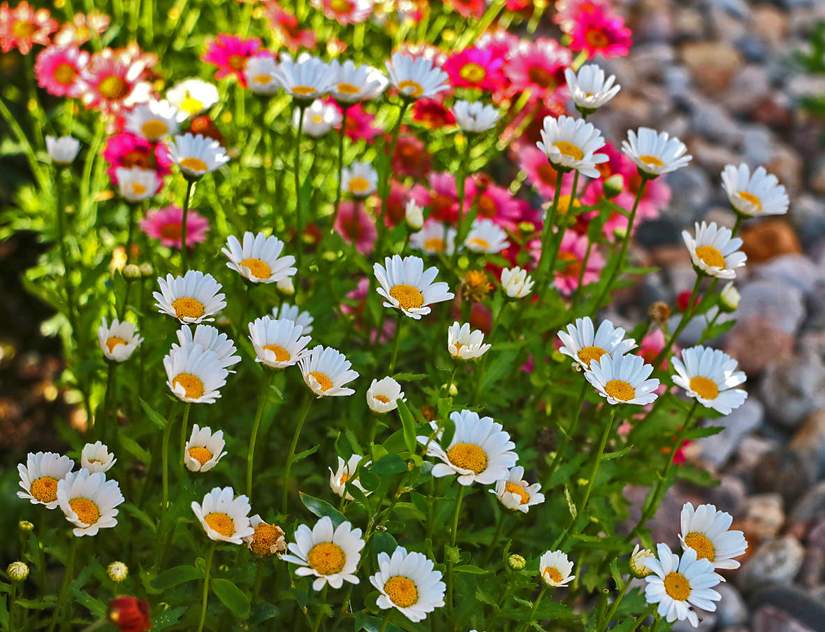 Летняя красота