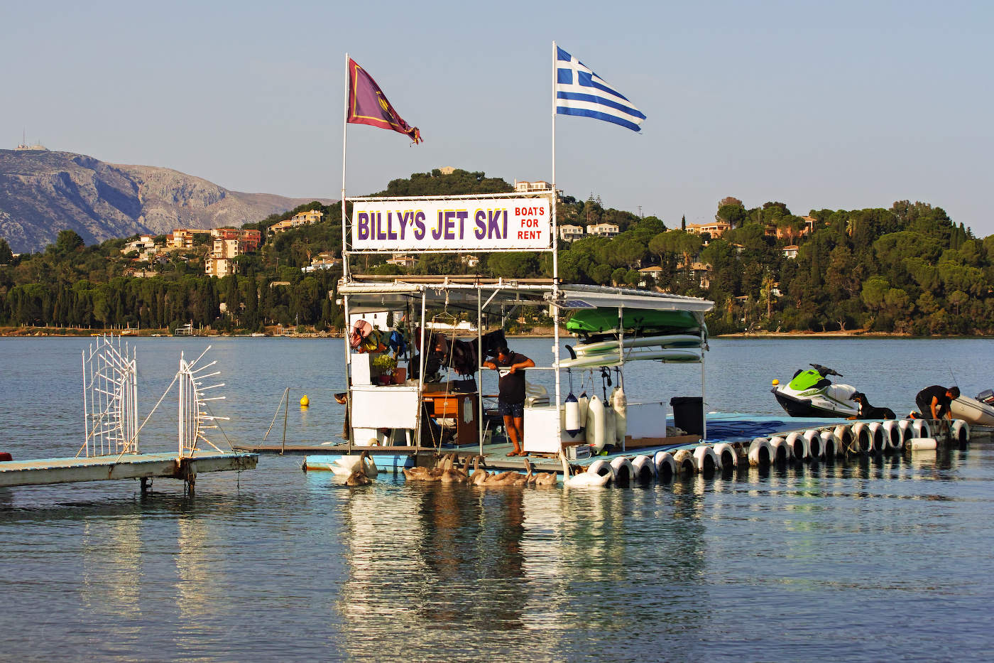 Кормление лебедей