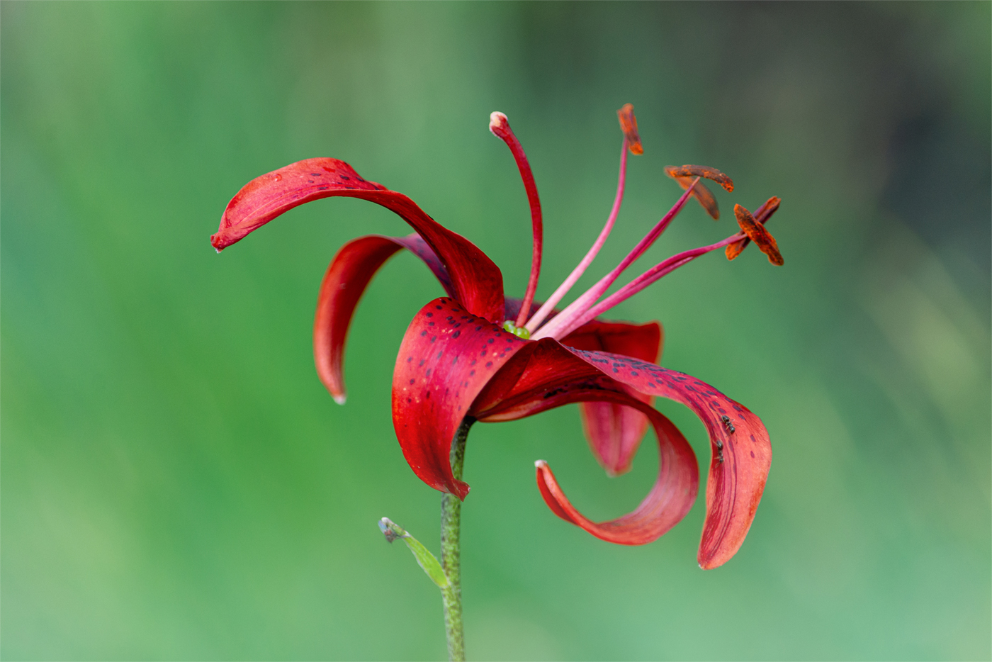 Летнее соло.