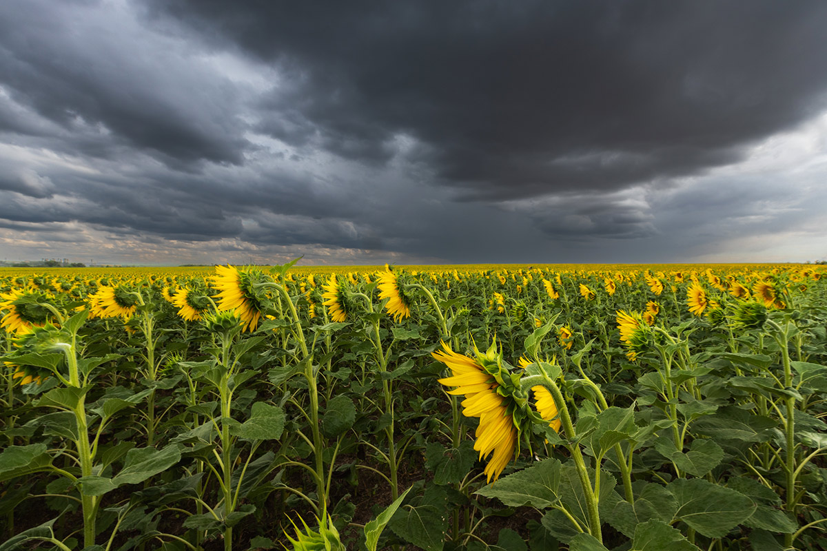 Дождь заходит