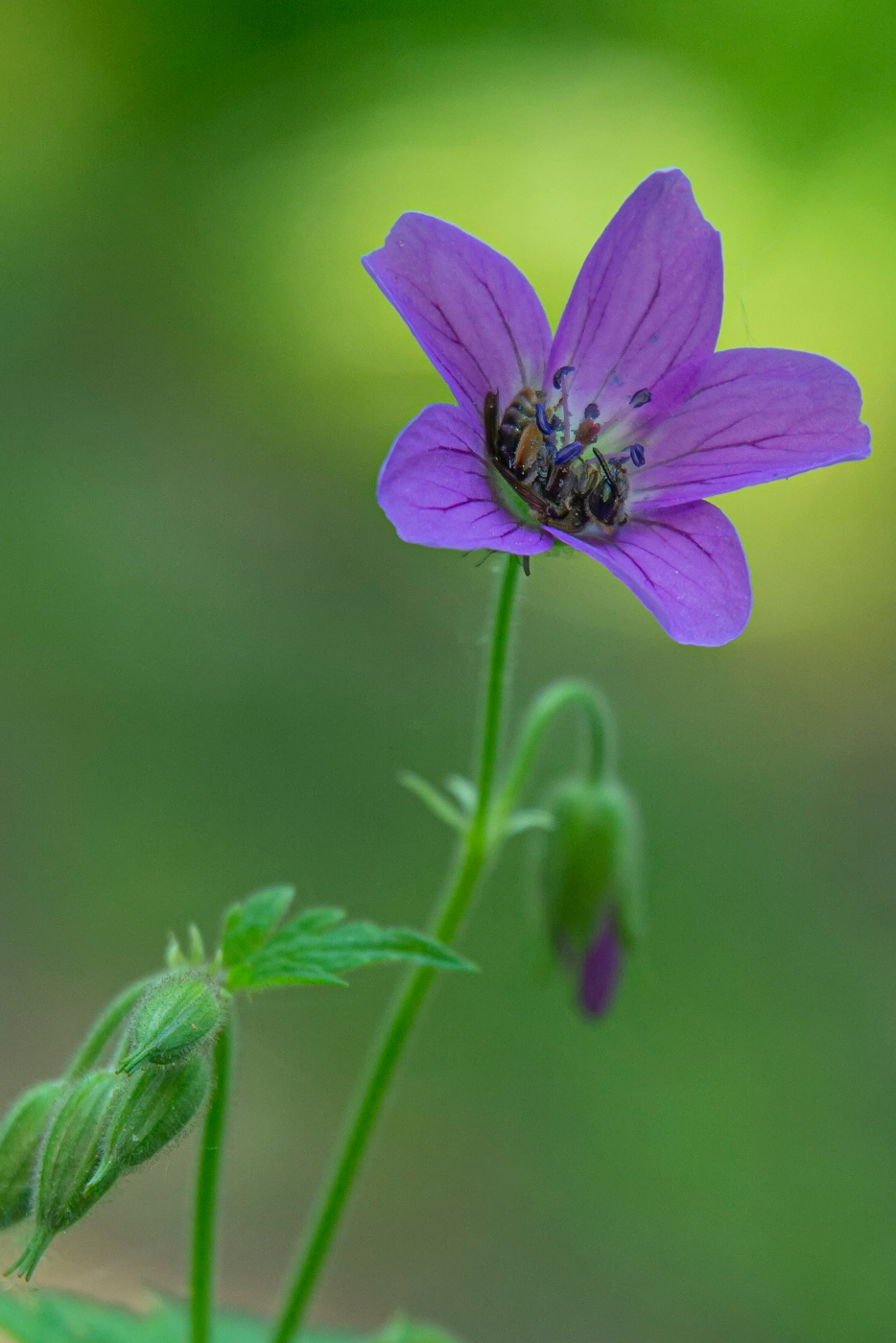 пчёлка спит в цветке лесной герани