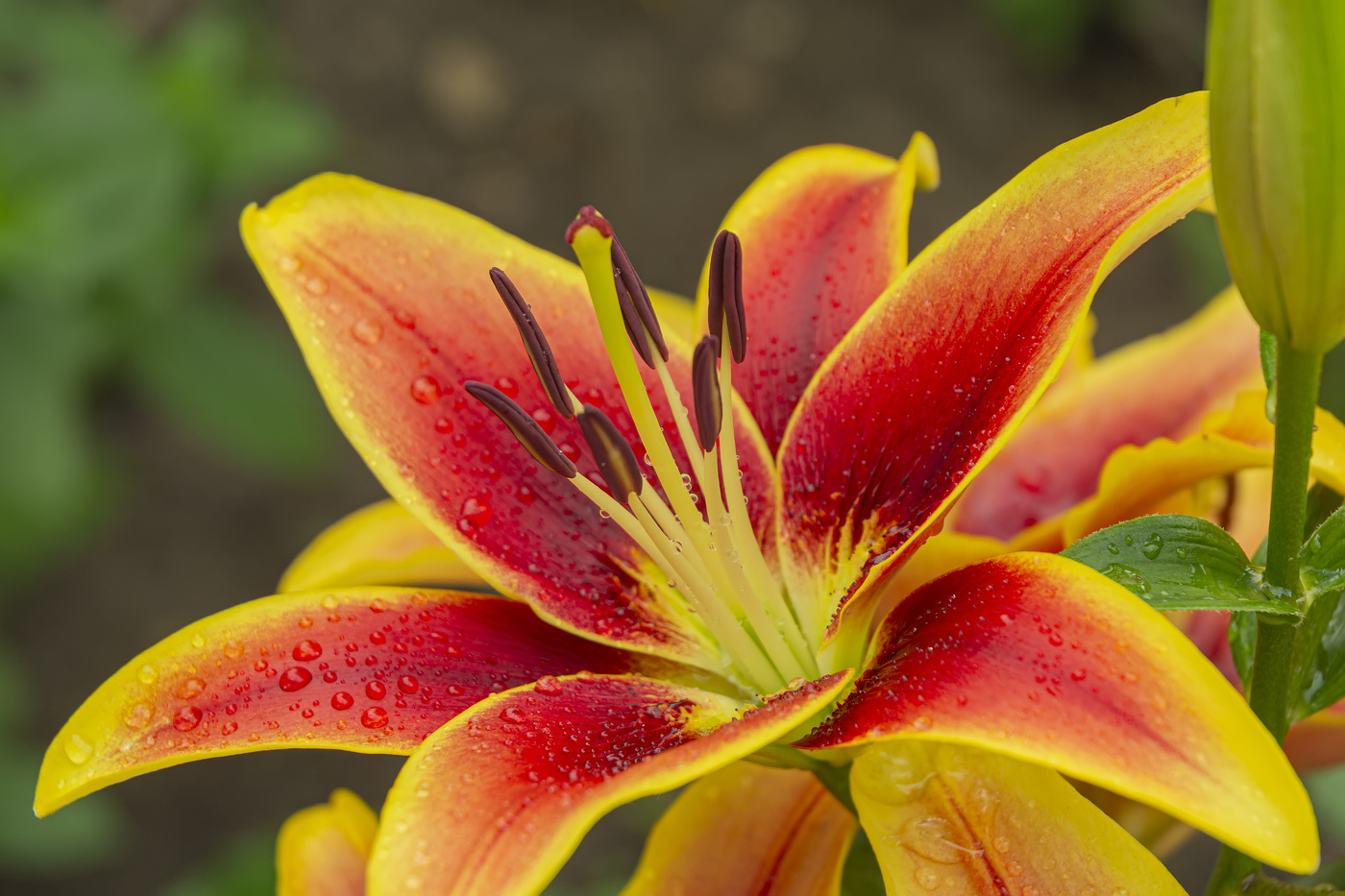 после дождя