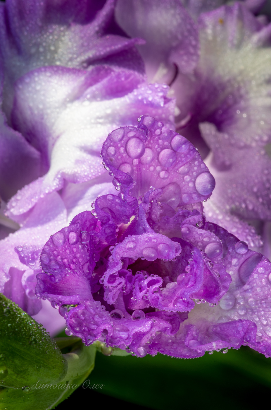 Роса на бутоне гладиолуса.