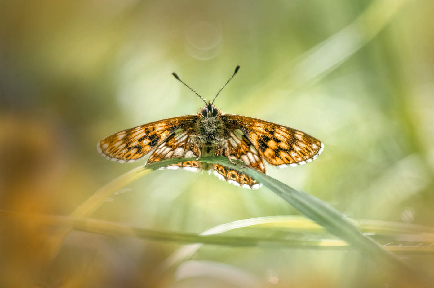 Наблюдатель...