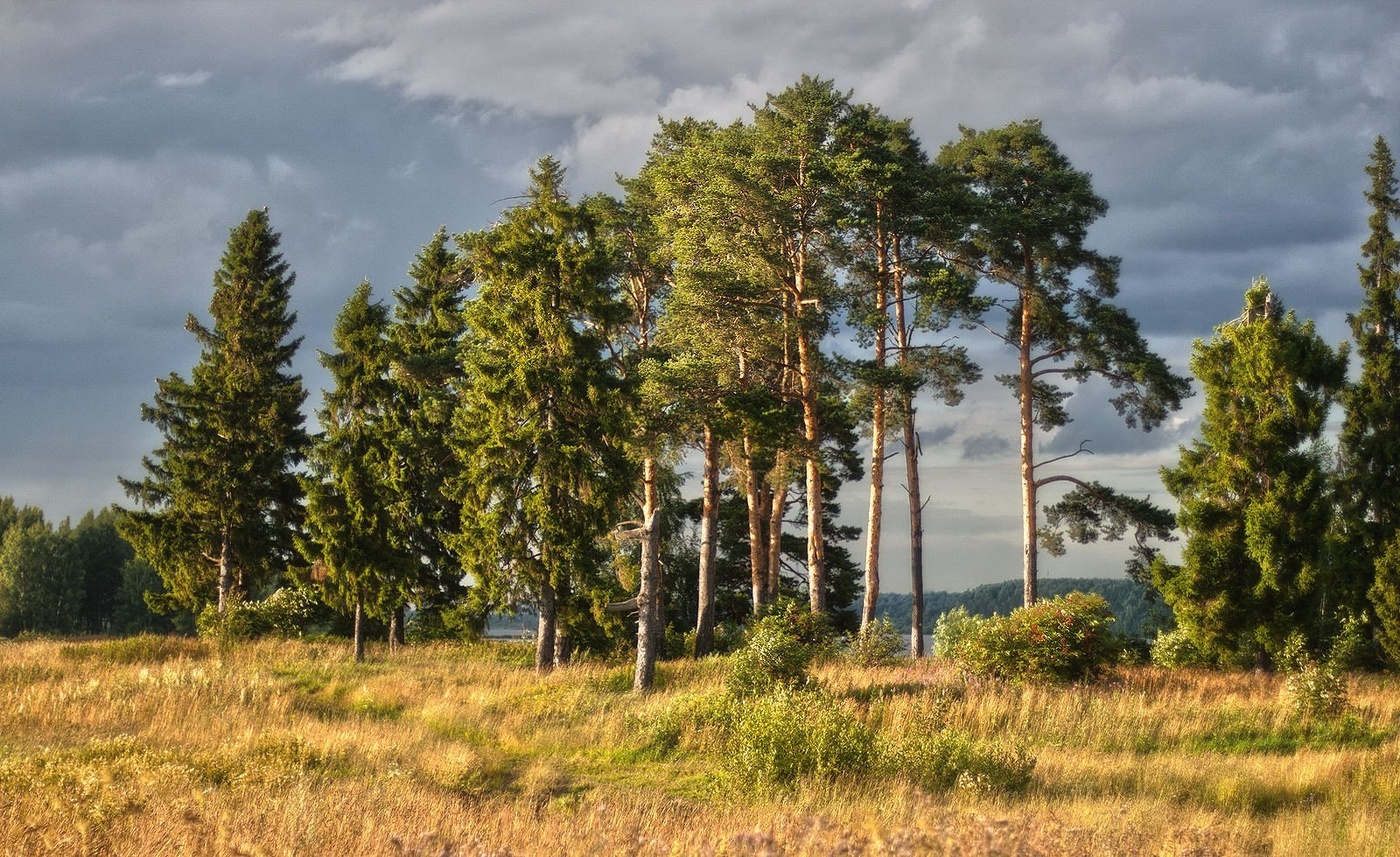 Береговые сосны близ пос. Трифоныч