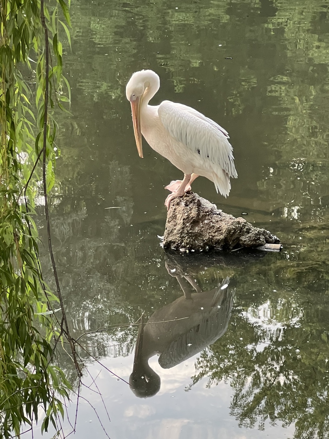 Свет мой, солнышко, скажи…