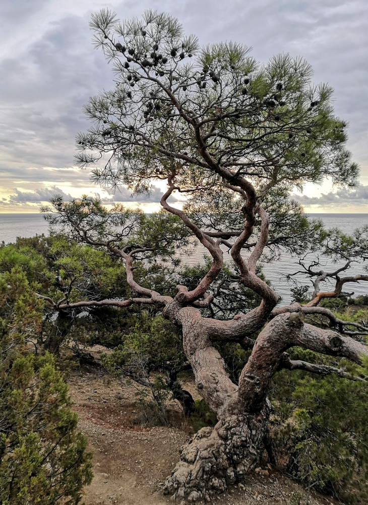 Корявая жизнь.