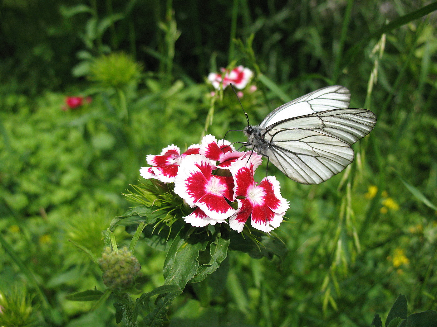 Бабочка и гвоздика
