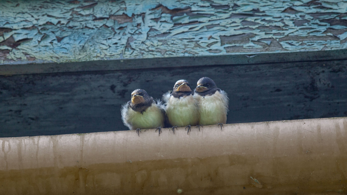 Жизнь вокруг