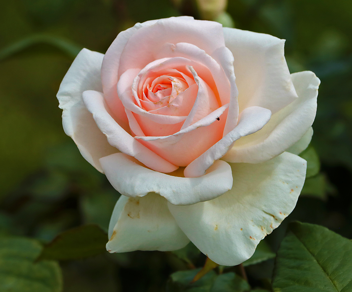 Гламурная красотка