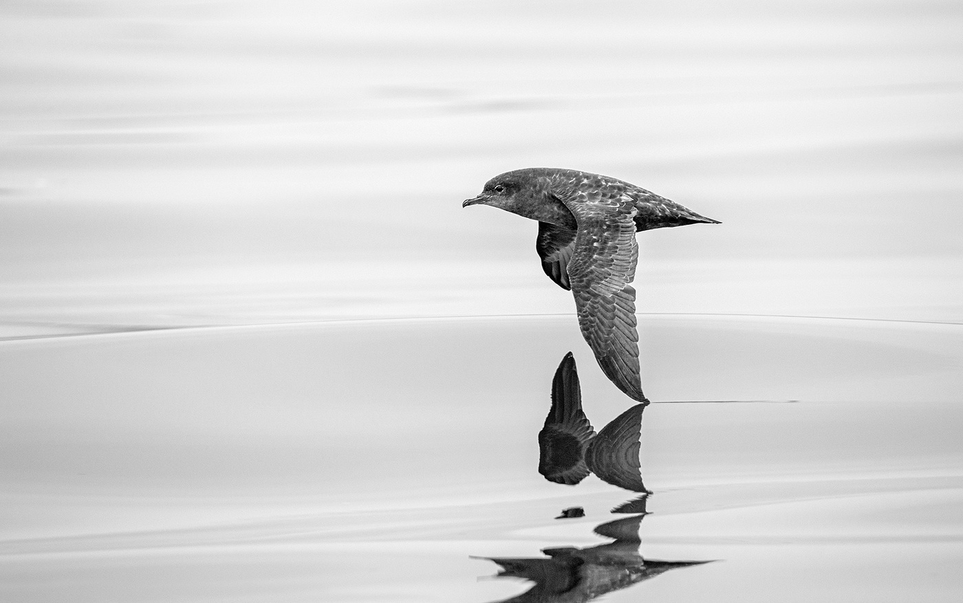 Скользящее отражение