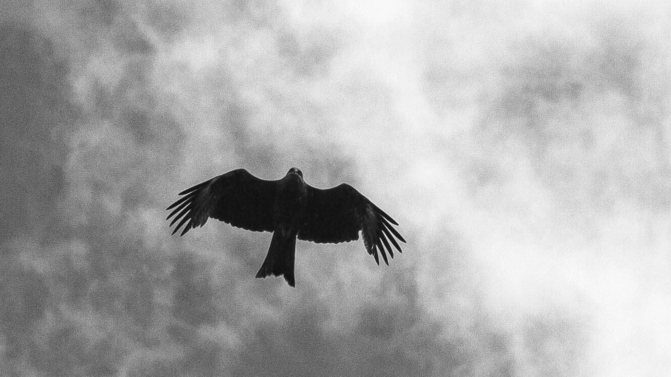 Жизнь вокруг