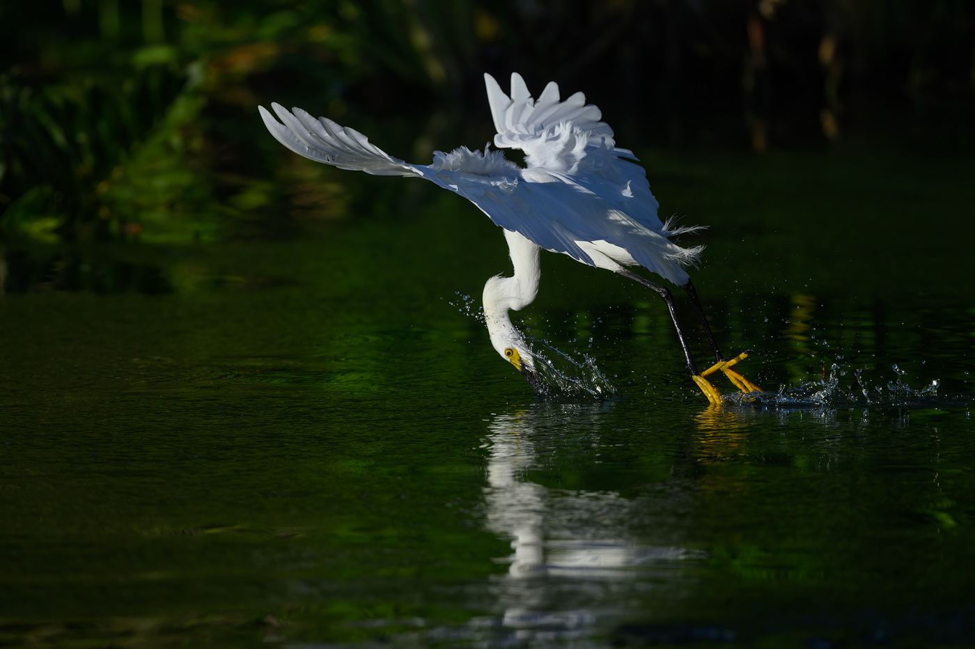 Snowy egret
