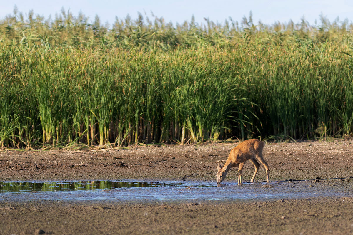 На высохшем озере