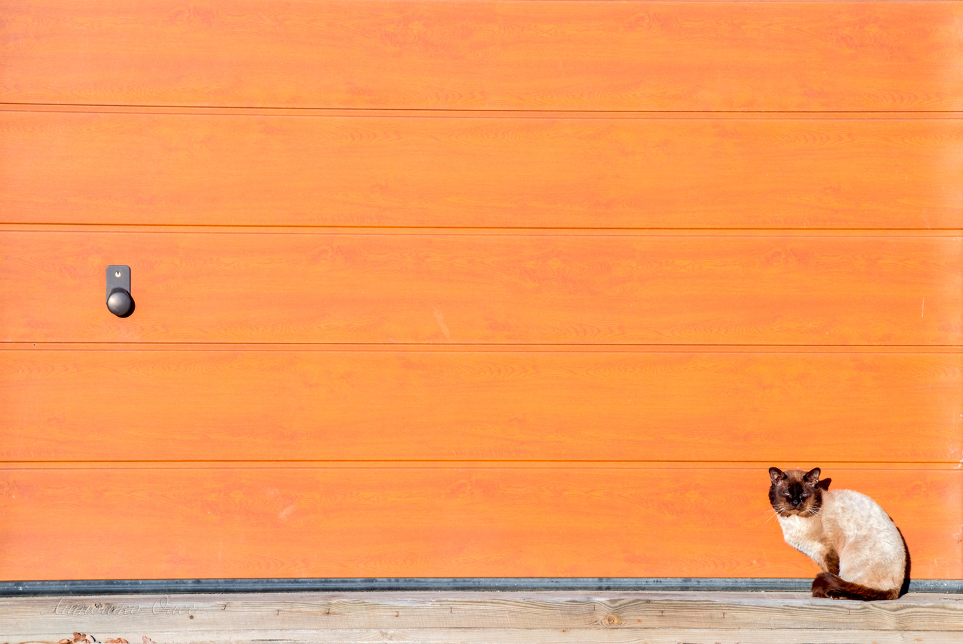 Одинокий кот...