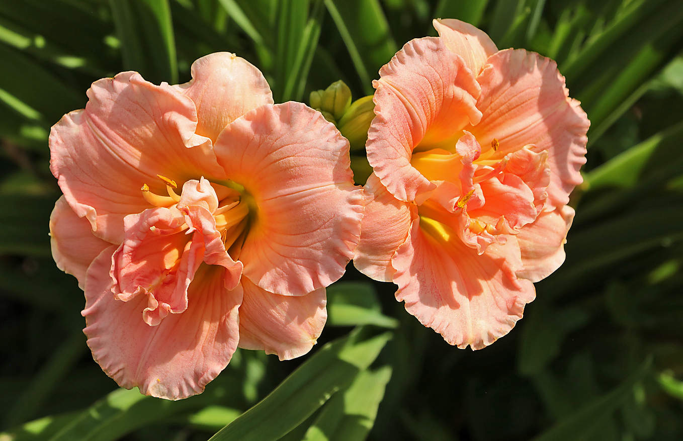 Сладкая парочка