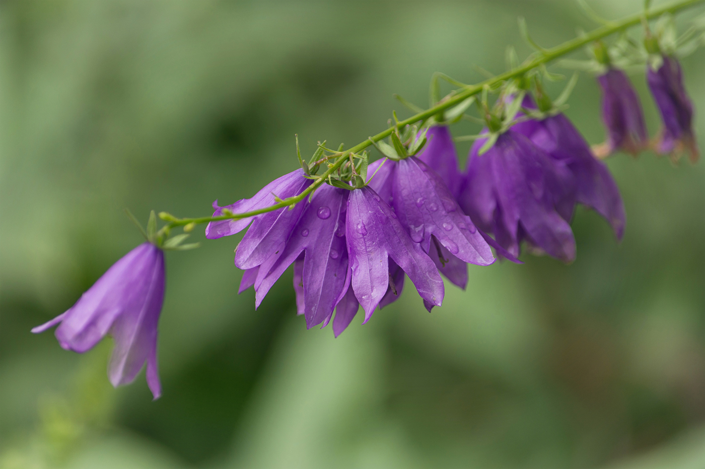 Сиреневое чудо - бубенчик средь травы!