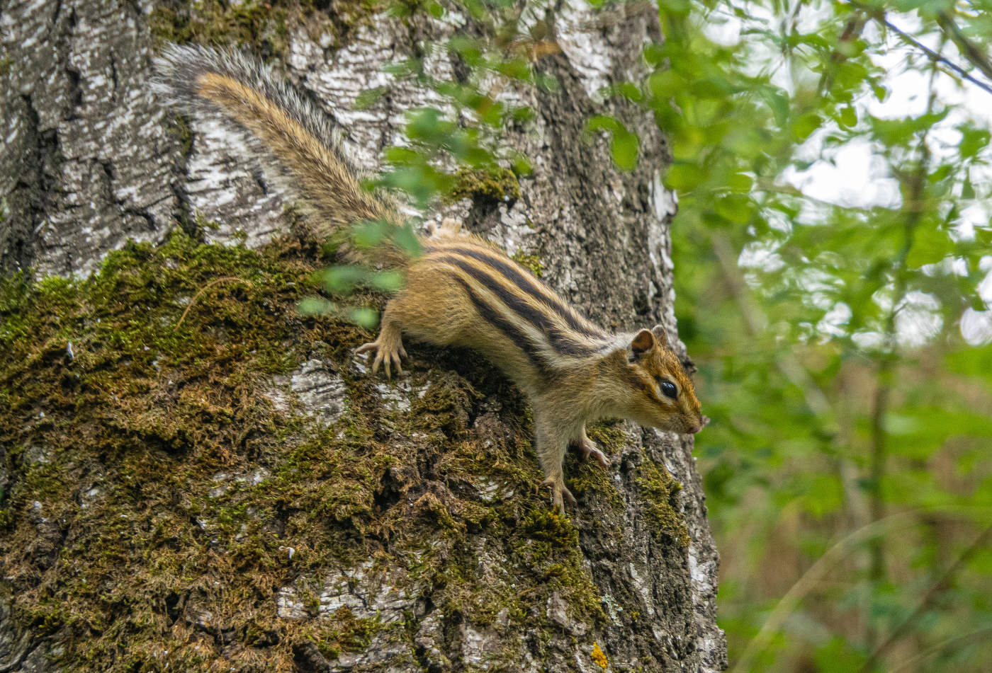 Мне сверху видно все