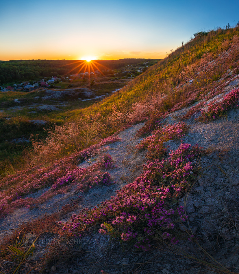 Цветёт тимьян