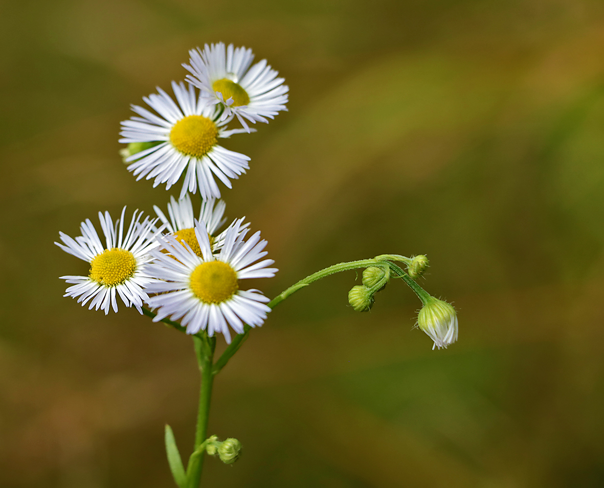 Лесные ромашки