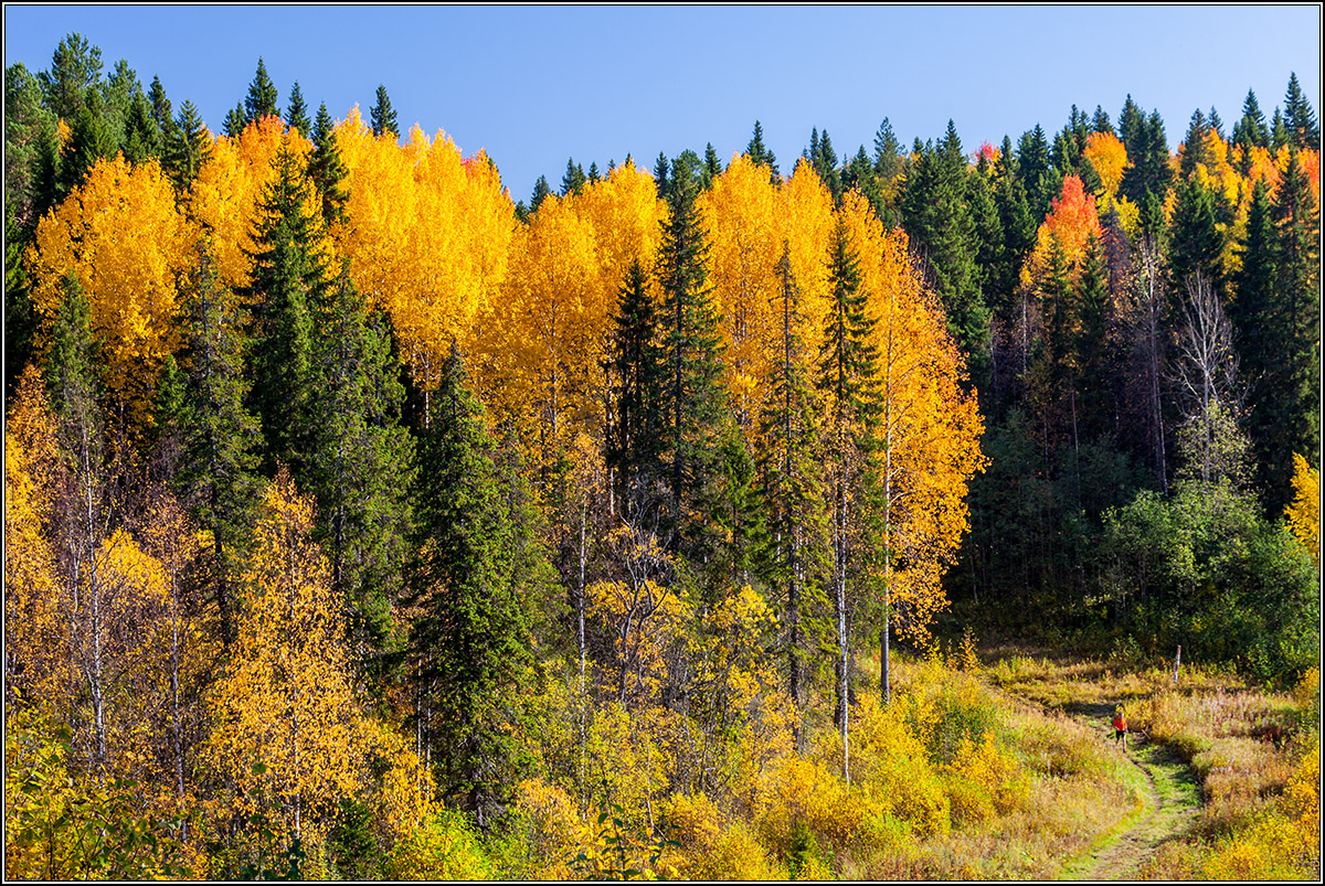 Золото осени.