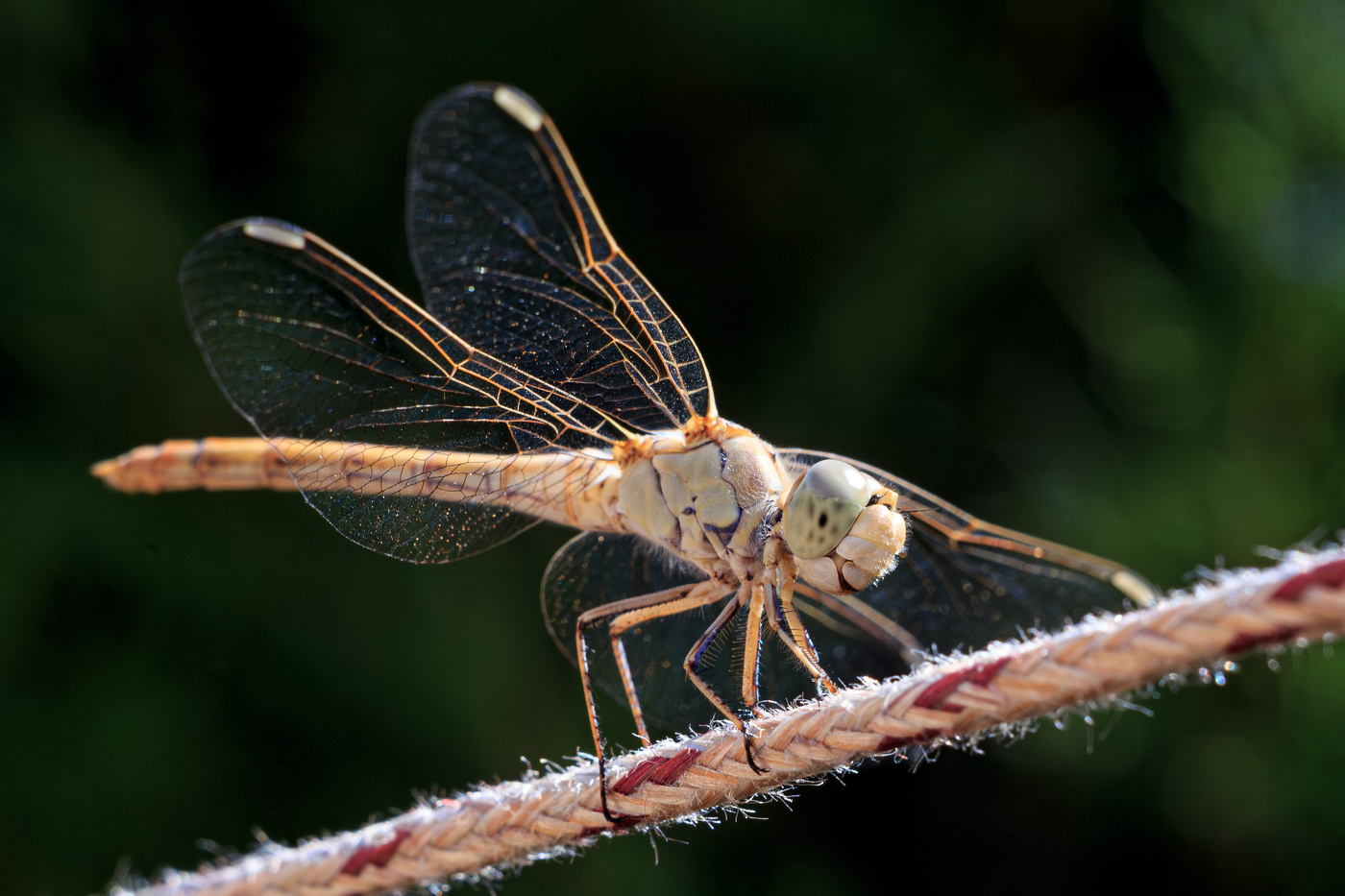 Весёлый вертолёт