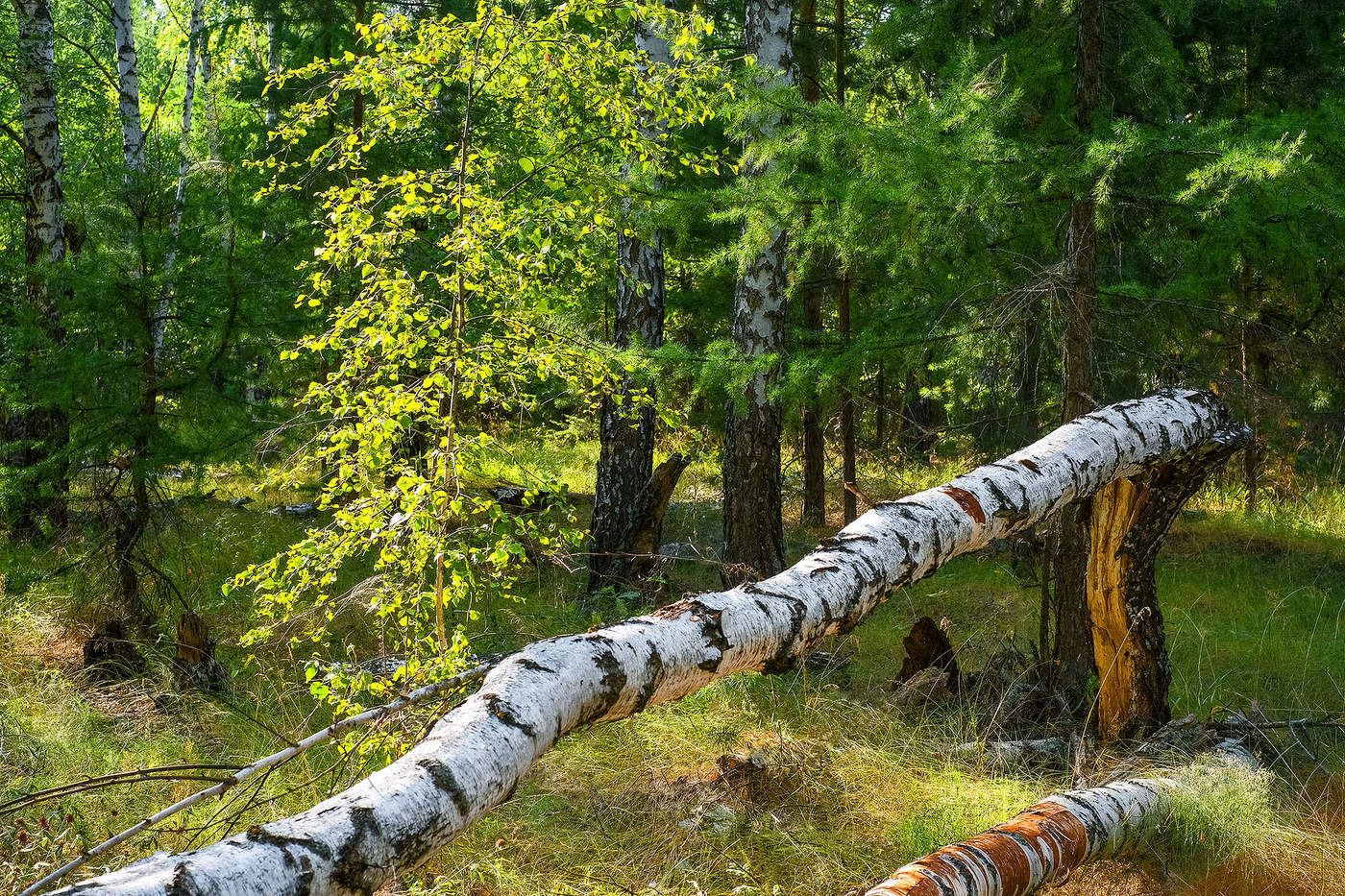 Не устояла...