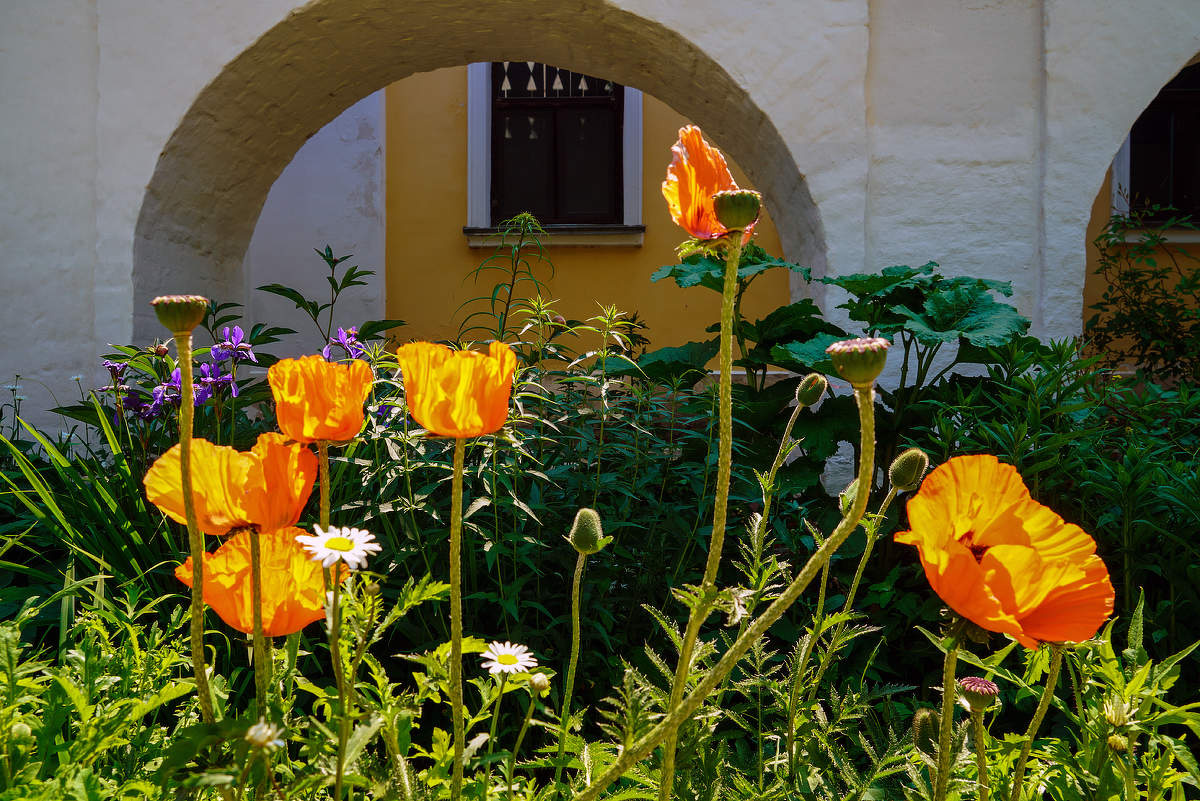 монастырские маки