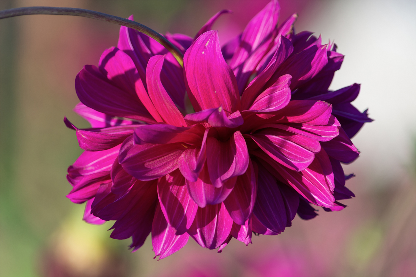 Солнечный. Июльский.