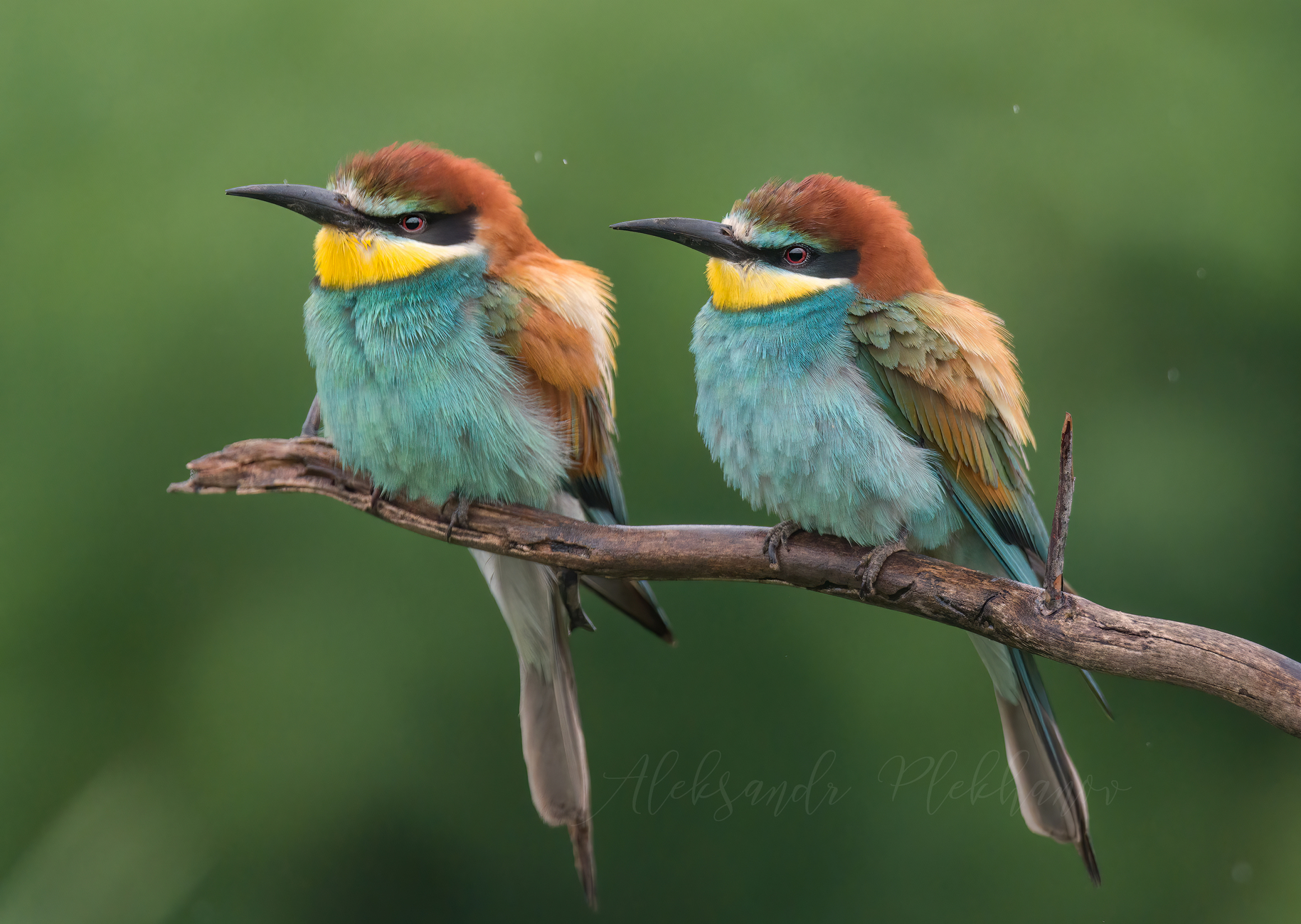 Про цвет и образы живой природы