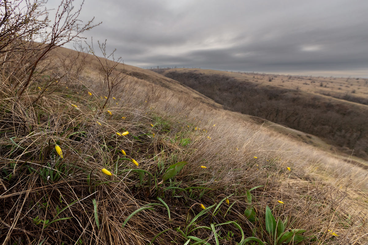 Тюльпаны на степных буграх