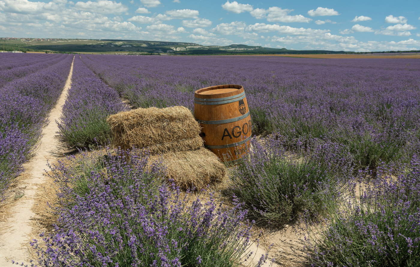 на лавандовом поле