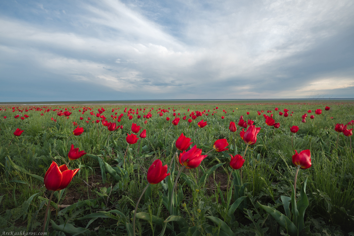 "Тюльпанная степь"