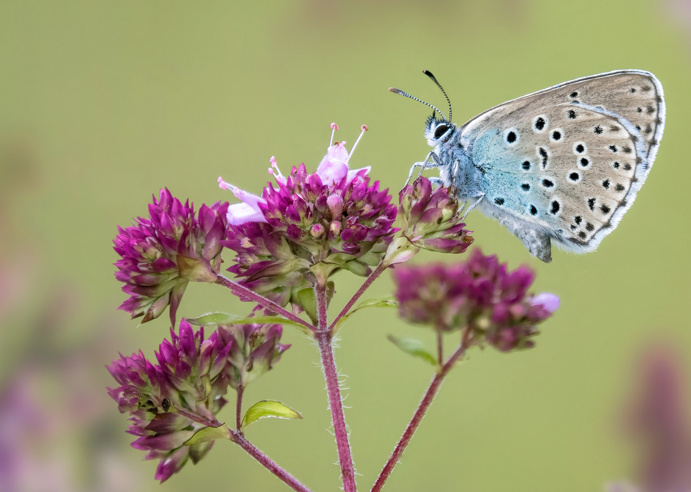 Сладкоежка