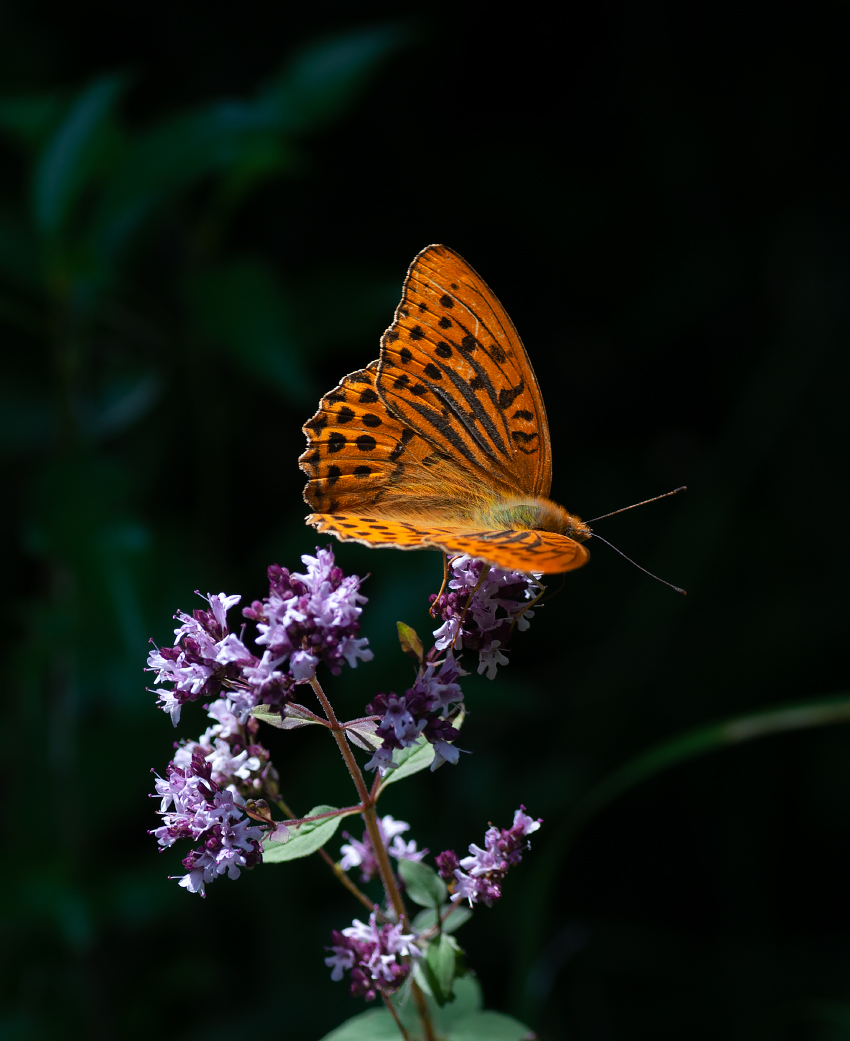 Перламутровка большая лесная