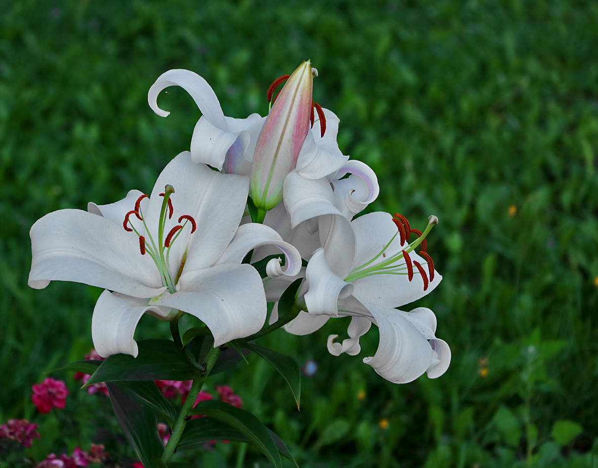Букет лилий в саду