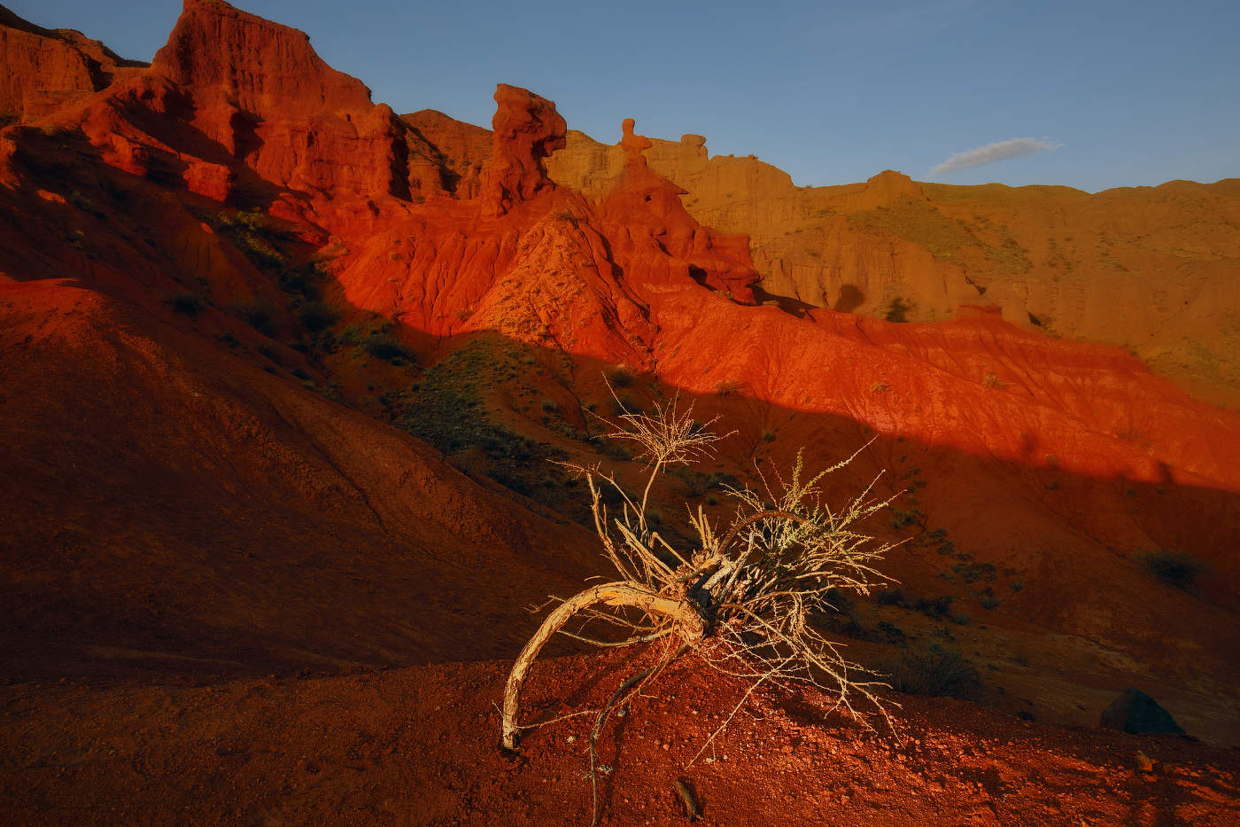 Про птичку на голове у верблюда