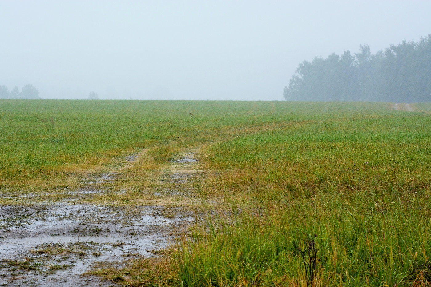 "Идут обыденные дожди, по собственным лужам скользя..."