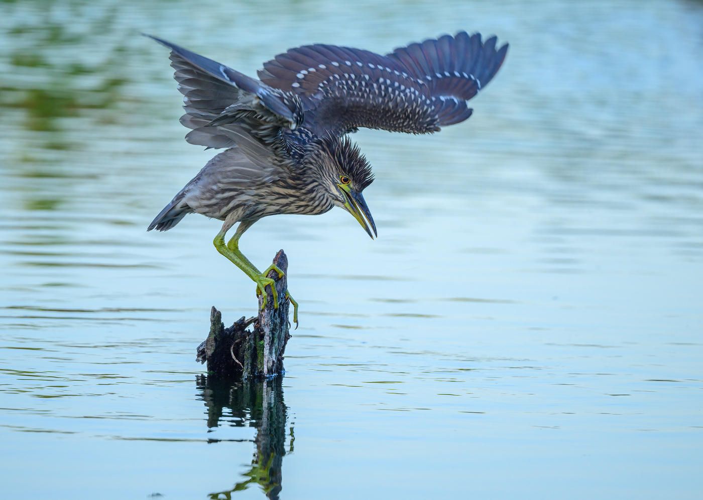 Black-crowned night heron (juvenile)