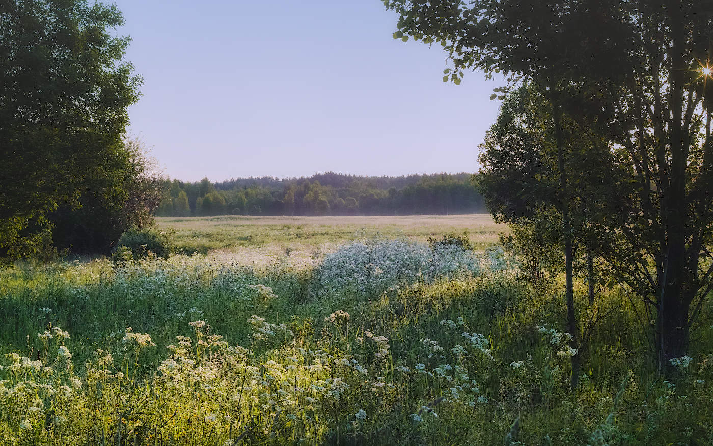 Разнотравье