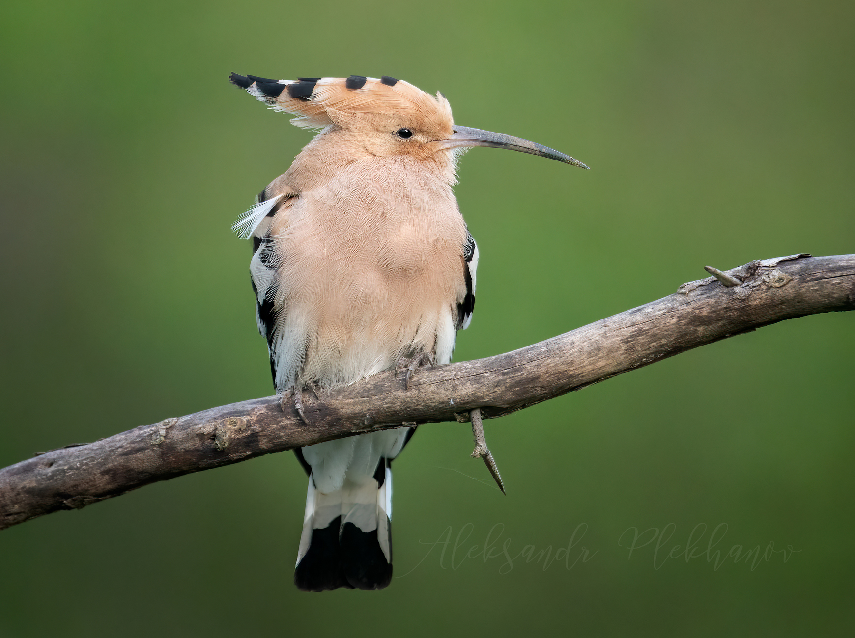 Удод и его песня