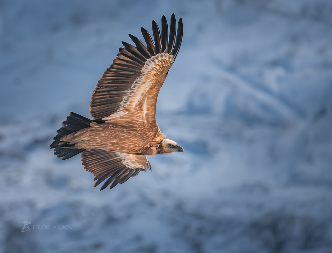 Белоголовый сип