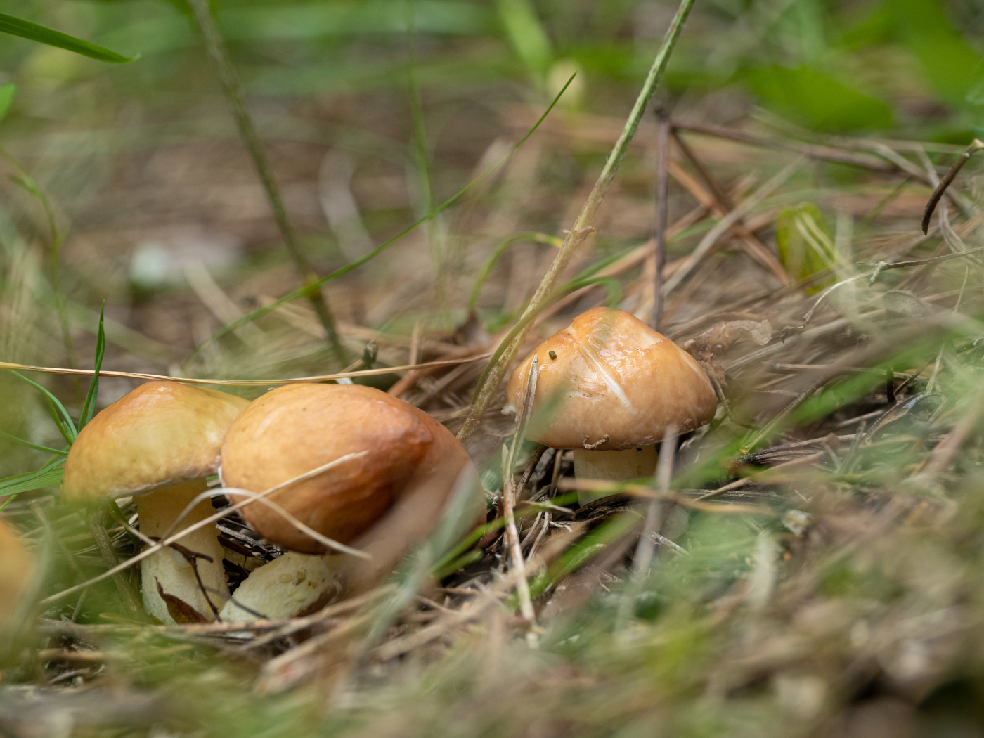 Малипульки